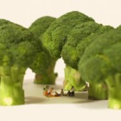 Bên trong thế giới tí hon của Tatsuya Tanaka