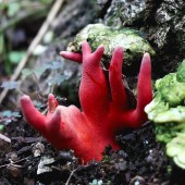 Loại nấm cực độc, gây teo não xuất hiện tại các công viên Nhật