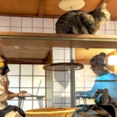 Mô hình văn phòng “vừa làm việc, vừa chơi với mèo" độc đáo thời Covid-19