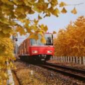 Top 10 điểm ngắm lá vàng tuyệt đẹp ở Nhật