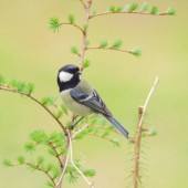 Người Nhật chứng minh chim sử dụng từ ngữ trong giao tiếp