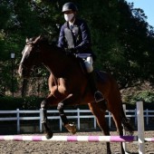 Khám phá cuộc sống của một chú ngựa hoàng gia