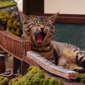 Những chú mèo hoang "cứu nguy" cho một nhà hàng Nhật