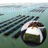 Cực phẩm rong biển Ariake - mỹ vị của vùng Kyushu