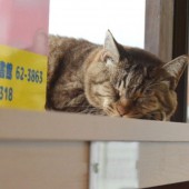 Chú mèo Nya kỷ niệm 3 năm nhậm chức trưởng ga