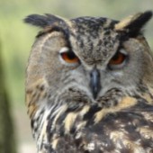 Chim cú, biểu tượng may mắn