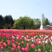 Hội ngộ mùa xuân tại Toyama