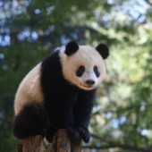 Chuồng gấu trúc mới rộng 6.800m2 ở sở thú Ueno