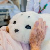 Paro – chú robot hải cẩu chữa lành được xem là “niềm tự hào Nhật Bản”