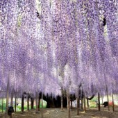 Trải nghiệm vùng đất mới lạ Tochigi