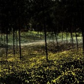 Hành trình đưa đom đóm trở lại