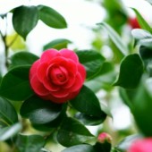 Dầu hoa trà - Bí mật làm đẹp của nàng Geisha 