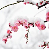 Hoa Ume trong tuyết trắng