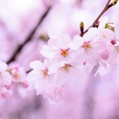 Tiêu chí chọn trường tiếng Nhật khi du học Nhật Bản