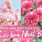 Hoa anh đào và hoa cúc, đâu mới là "Quốc hoa" của Nhật Bản