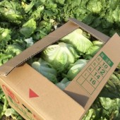 HTX nông nghiệp JA Nagasaki hỗ trợ 1.000 cây rau diếp cho DHS