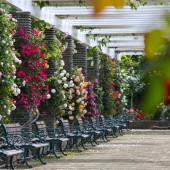 Những vườn hồng tuyệt đẹp gần Tokyo