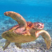 Chuyên gia Nhật Bản kêu gọi chấm dứt thả rùa biển con