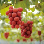 Ruby Roman: giống nho đắt nhất thế giới với giá 400 nghìn/quả?