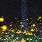 5 điểm ngắm đom đóm mùa hè lãng mạn nhất Tokyo