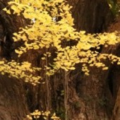 Chuyện về những cây bạch quả "linh thiêng" nhất ở Nhật