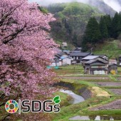 Cảnh quan Satoyama của Nhật trước nguy cơ biến mất