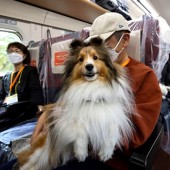 JR East cân nhắc chỗ ngồi cho chó trên một số chuyến Shinkansen