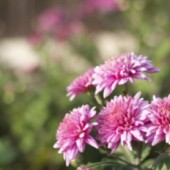 Ẩm thực hoa cúc – Hương vị tinh tế của mùa thu Nhật Bản