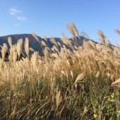 Cánh đồng Susuki tuyệt đẹp vào mùa thu Nhật Bản