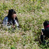 Hà Giang: Lạ lùng miền đá. nở hoa 