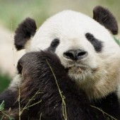 Gấu trúc Tantan trở về Trung Quốc sau 20 năm sống tại Nhật Bản