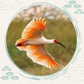 Sự trở về của loài chim Toki trên hòn đảo Sado