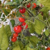 Salad cà chua bi cho ngày nắng nóng