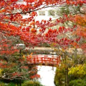 Những địa điểm ngắm lá mùa thu đẹp nhất Tottori