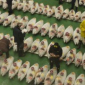 Khám phá chợ cá Toyosu mới toanh ở Tokyo