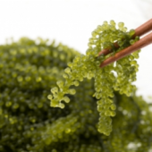 Rong nho có phải là thực phẩm trường thọ?