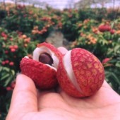 Lý do vải được xem là quả quý ở Nhật Bản