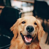 Ứng dụng giúp tìm kiếm những chú chó mất tích nhờ vân mũi