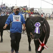 Không phải bò Kobe, đây mới là loại bò Wagyu hảo hạng nhất