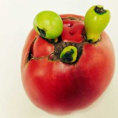 Khi những quả cà chua hưởng ứng Halloween