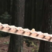 Đàn Xylophone khổng lồ chơi nhạc Bach trong khu rừng Nhật