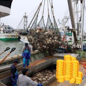 Sarufutsu – Ngôi làng nhỏ giàu có nhờ sò điệp