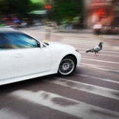 Người đàn ông bị bắt vì tông trúng chim bồ câu trên đường