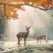 Đến Công viên Nara gặp “sứ giả thần linh”