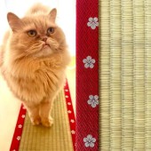 Chiếu tatami dành riêng cho "hoàng thượng" mèo