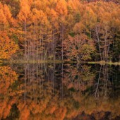 Những khung cảnh phản chiếu mùa thu đầy mê hoặc ở xứ Phù Tang