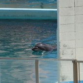 Chuyện buồn về chú cá heo cô độc nhất thế giới