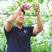 Trồng nho Shine Muscat ở Yamanashi trở thành nghề hot