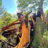 Bão Shanshan làm gãy cây 3.000 năm tuổi trong khu rừng "Princess Mononoke"