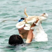 Chỉ trích gia tăng về việc lạm dụng động vật trong các lễ hội ở Nhật Bản